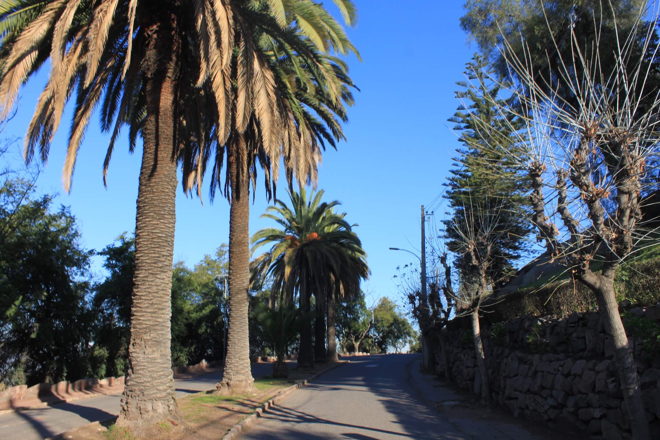 Hill Palm Trees